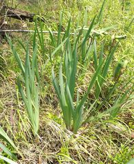 Iris laevigata