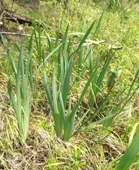 Iris laevigata