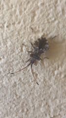 Centrocoris spiniger