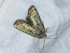 Actebia praecox