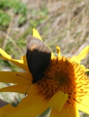 Erebia epiphron