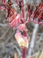 Dudleya ingens