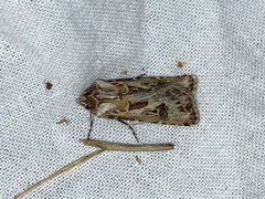 Agrotis vestigialis