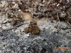 Hymenoloma crispulum