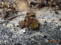 Hymenoloma crispulum