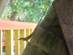 Anolis richardii