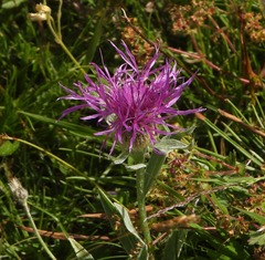 Centaurea uniflora