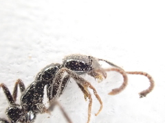 Leptogenys intermedia