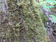 Pseudoleskea stenophylla