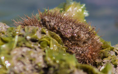 Pilumnus