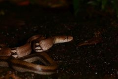 Coelognathus helena