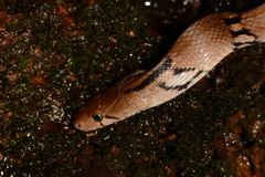Coelognathus helena