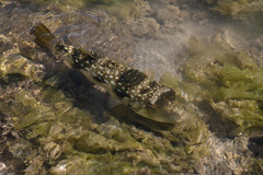 Chelonodontops patoca