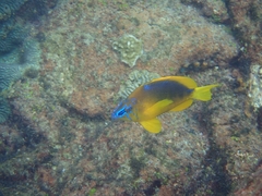 Hypoplectrus guttavarius