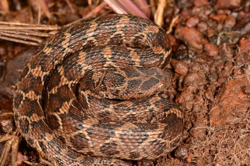 Saw-scaled Viper