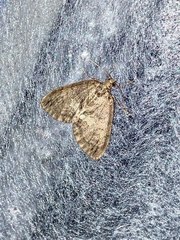 Hydriomena impluviata