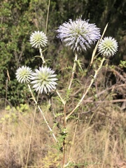 Echinops ritro