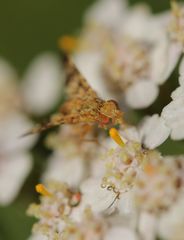Oxyna flavipennis