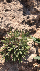 Eriogonum lachnogynum