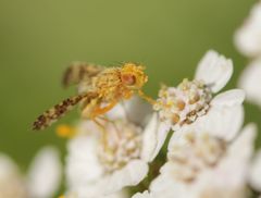 Oxyna flavipennis