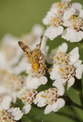 Oxyna flavipennis