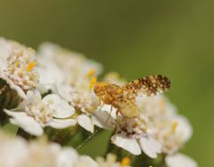 Oxyna flavipennis