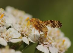 Oxyna flavipennis