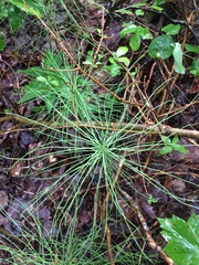 Equisetum arvense image