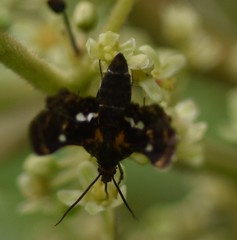 Thyris maculata