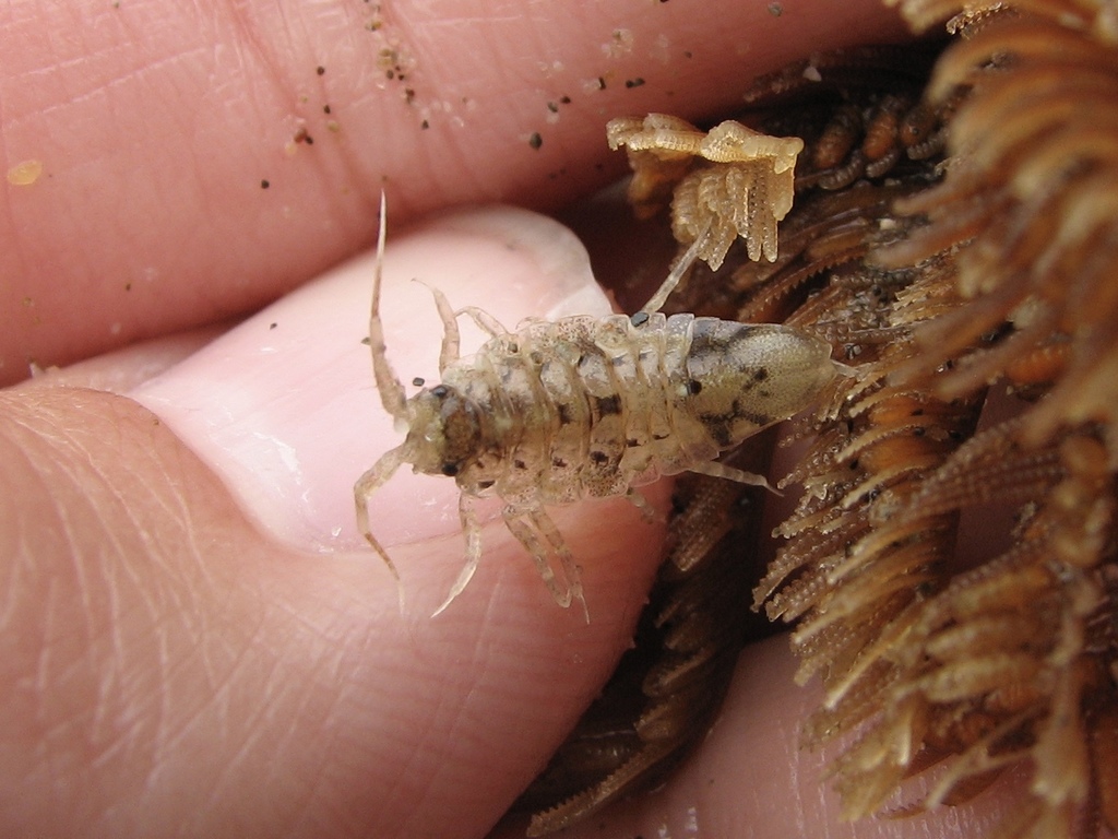 Synidotea consolidata