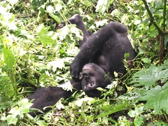 Gorilla beringei beringei