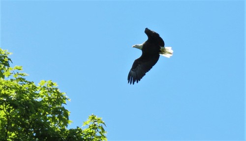 Bald Eagle photographed in Pennsylvania