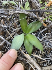 Chlorophytum crispum