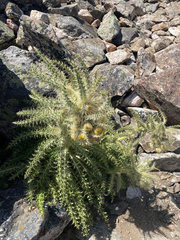 Cirsium funkiae