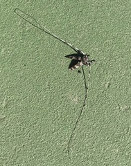 Acanthocinus princeps