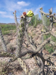Cylindropuntia thurberi versicolor