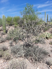 Cylindropuntia thurberi versicolor