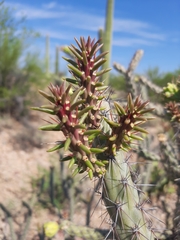 Cylindropuntia thurberi versicolor