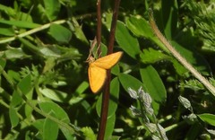 Idaea flaveolaria