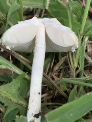 Saproamanita prairiicola