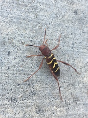 Neoclytus acuminatus