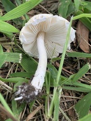 Saproamanita prairiicola