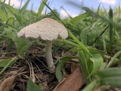 Saproamanita prairiicola