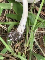 Saproamanita prairiicola