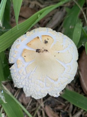 Saproamanita prairiicola