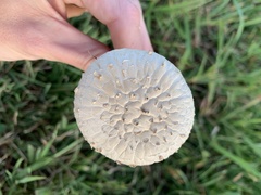 Saproamanita prairiicola