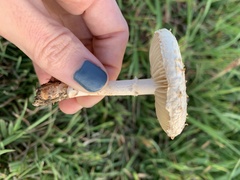 Saproamanita prairiicola