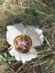 Calochortus ambiguus