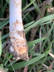 Saproamanita prairiicola