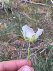 Calochortus ambiguus